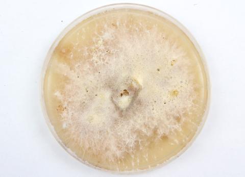 Fusarium solani_milieu de culture