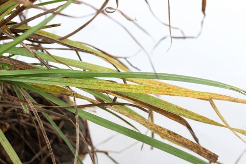 Gazons - Rouille couronnée (Puccinia coronata f.sp. avenae)