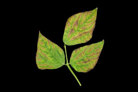 Haricot - Carence en potassium_1