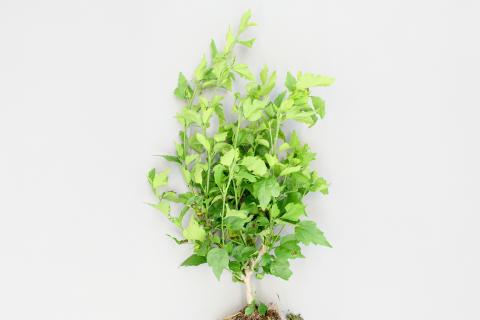 Hibiscus - Tache bactérienne (Pseudomonas syringae)_1