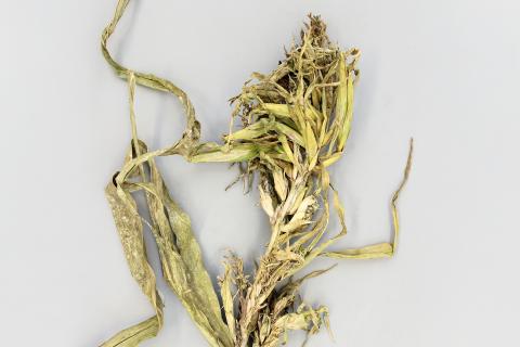 Maïs grain et fourrager - Mildiou (Sclerophthora macrospora)