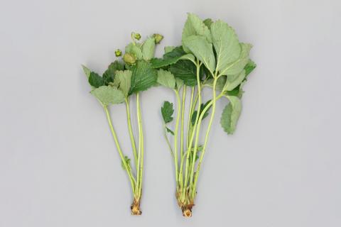 Fraise - Gel hivernal