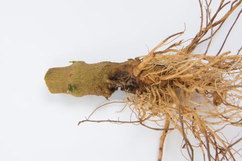 Poivron - Pourriture molle bactérienne (Pectobacterium carotovorum)