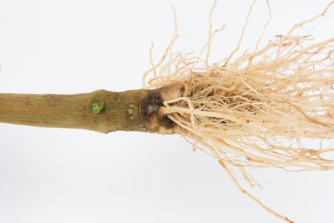 Poivron - Pourriture molle bactérienne (Pectobacterium carotovorum)