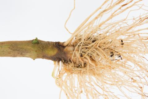 Poivron - Pourriture molle bactérienne (Pectobacterium carotovorum)