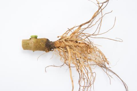 Poivron - Pourriture molle bactérienne (Pectobacterium carotovorum)