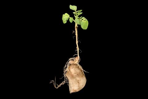 Pomme de terre - Boulage