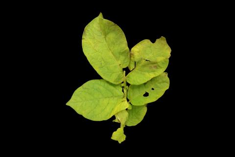 Pomme de terre - Virus de la mosaïque de la luzerne (AMV)