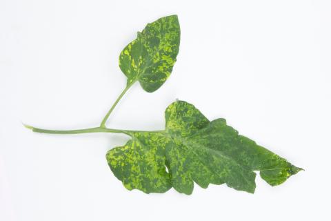 Tomate - Virus de la mosaïque du pépino (PepMV)