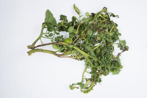 Tomate - Moelle noire (Pseudomonas corrugata)