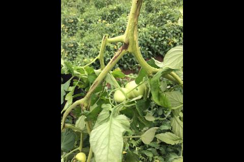 Tomate - Moelle noire (Pseudomonas corrugata)