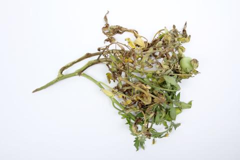 Tomate - Moelle noire (Pseudomonas corrugata)