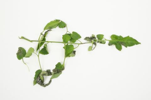 Tomate - Mildiou (Phytophthora infestans)