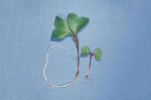 Chou-fleur - pH élevé (neutre à basique)