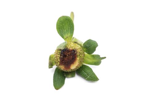 Fraise - Anthracnose (Colletotrichum acutatum)