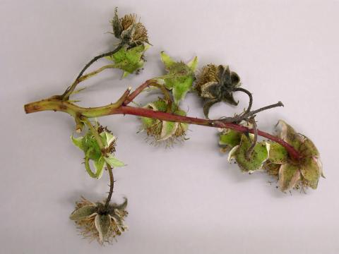 Framboise - Brûlure bactérienne (Pseudomonas syringae)