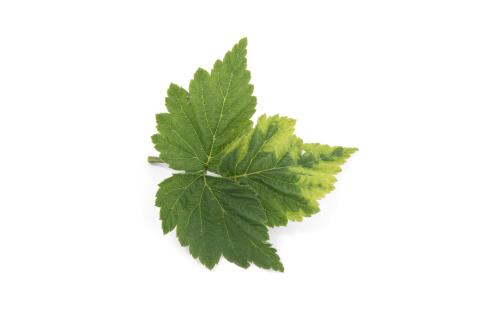 Framboise - Virus de la tache annulaire de la tomate (ToRSV)