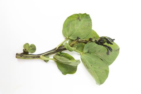 Gourgane - Pourriture fusarienne (Fusarium oxysporum)