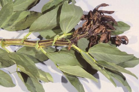 Gourgane - Température élevée de l'air (chaleur) et manque d'eau