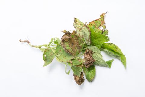Haricot - Graisse bactérienne (Pseudomonas syringae pv. syringae)_2