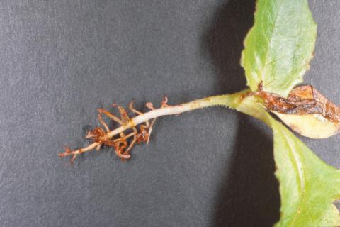 Laitues - Fonte des semis (Pythium spp.)