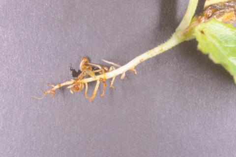 Laitues - Fonte des semis (Pythium sp.)