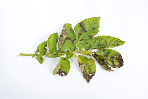 Pomme de terre - Maladies des taches brunes (Alternaria alternata)