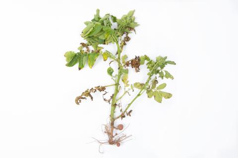 Pomme de terre - Verticilliose (Verticillium dahliae)