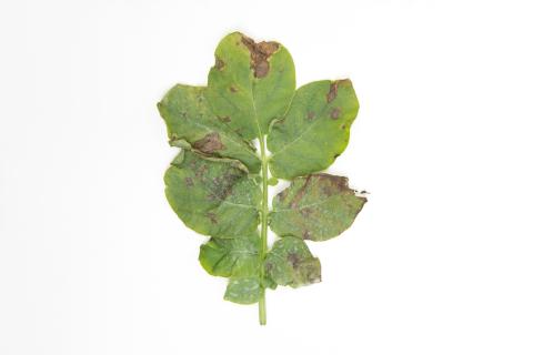 Pomme de terre - Brûlure hâtive (Alternaria solani)