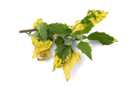 Pomme de terre - Virus de la mosaïque de la luzerne (AMV)