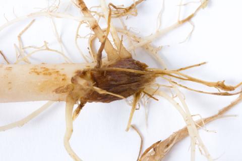 Pomme de terre - Fusariose vasculaire (Fusarium oxysporum)