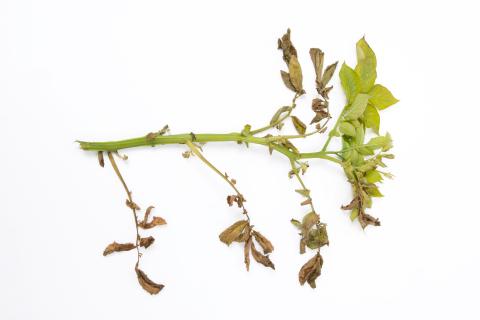 Pomme de terre - Verticilliose (Verticillium dahliae)