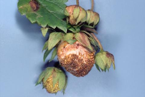 Fraise - Carence en bore