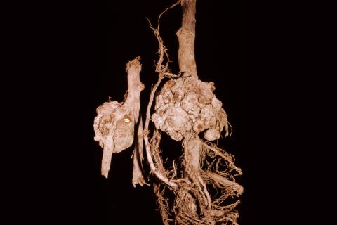 Pomme - Tumeur du collet (Agrobacterium tumefaciens)