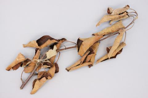 Pomme - Pourriture des racines et du collet (Phytophthora cactorum)