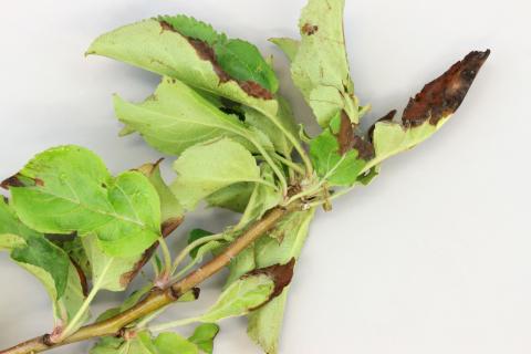 Pomme - Coulure bactérienne (Pseudomonas syringae pv. syringae)