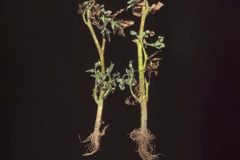 Tomate - Flétrissement bactérien (Ralstonia solanacearum)