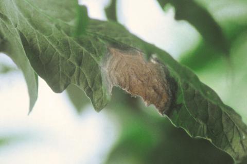 Tomate - Moisissure grise (Botrytis cinerea)_3