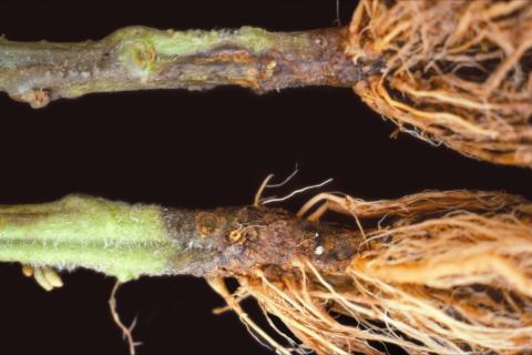 Tomate - Fusariose des racines et du collet (Fusarium oxysporum f. sp. radicis-lycopersici (FORL))