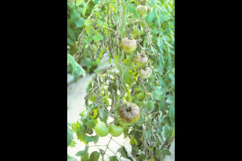 Tomate - Mildiou (Phytophthora infestans)