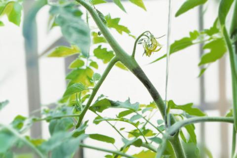 Tomate - Mildiou (Phytophthora infestans)