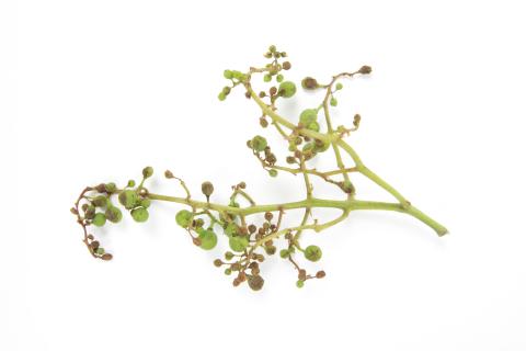 Vigne (raisin) - Virus de la tache annulaire de la tomate (ToRSV)_5