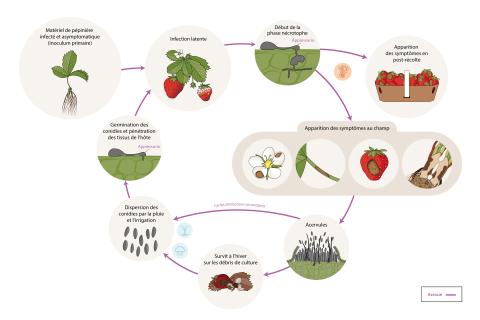 Fraise - Anthracnose (Colletotrihum spp.) - Cycle de maladie