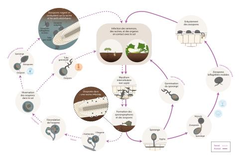 Pythium sp. - cycle épidémiologique