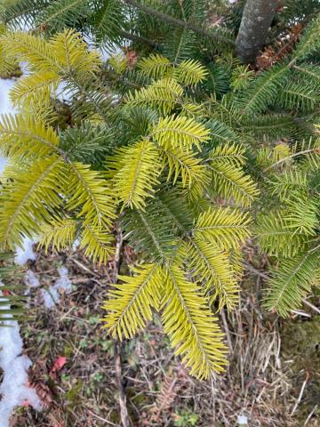 Arbres de Noël (Sapins)_Carences associées à un pH élevé