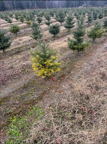 Arbres de Noël (Sapins)_Carences associées à un pH élevé