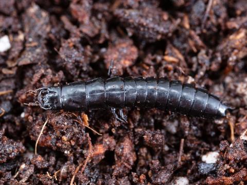 Carabe des bois (Carabus nemoralis)