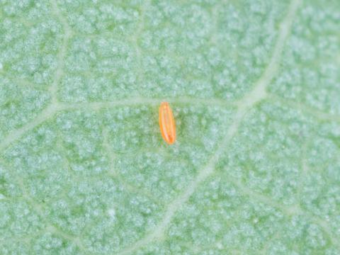 Cécidomyie du puceron (Aphidoletes aphidimyza)
