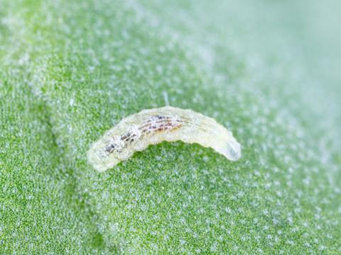 Syrphe d'Amérique (Eupeodes americanus)