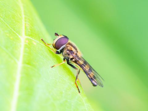 Syrphe d'Amérique (Eupeodes americanus)